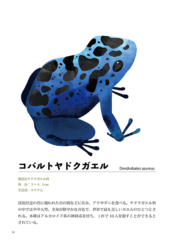 ハペ図鑑