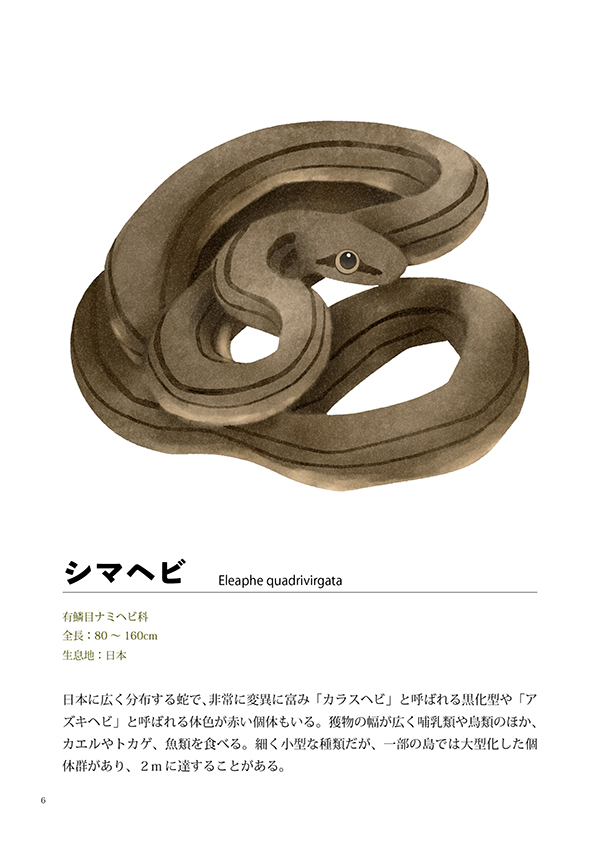 ハペ図鑑