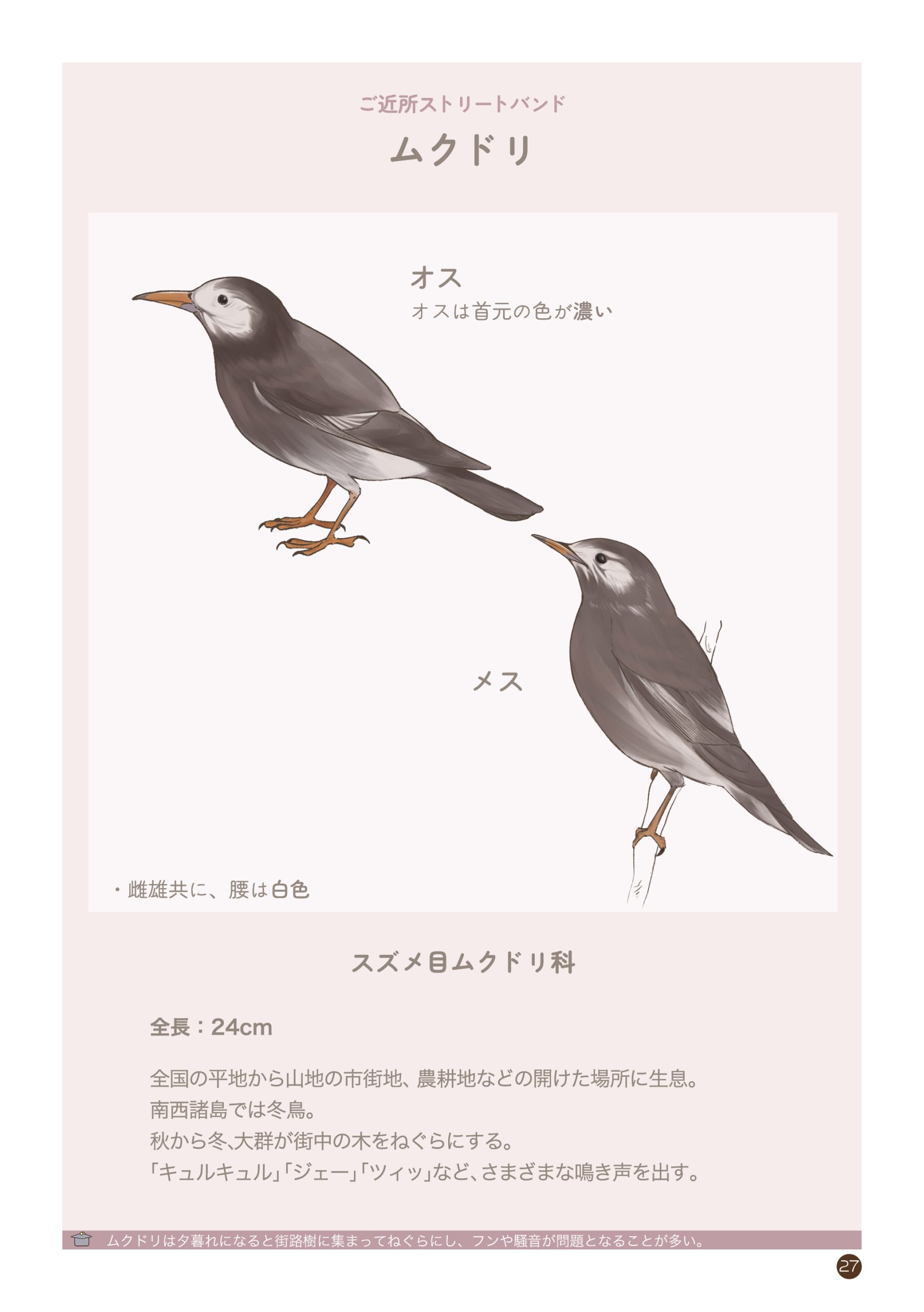 野鳥観察 ガイドブック