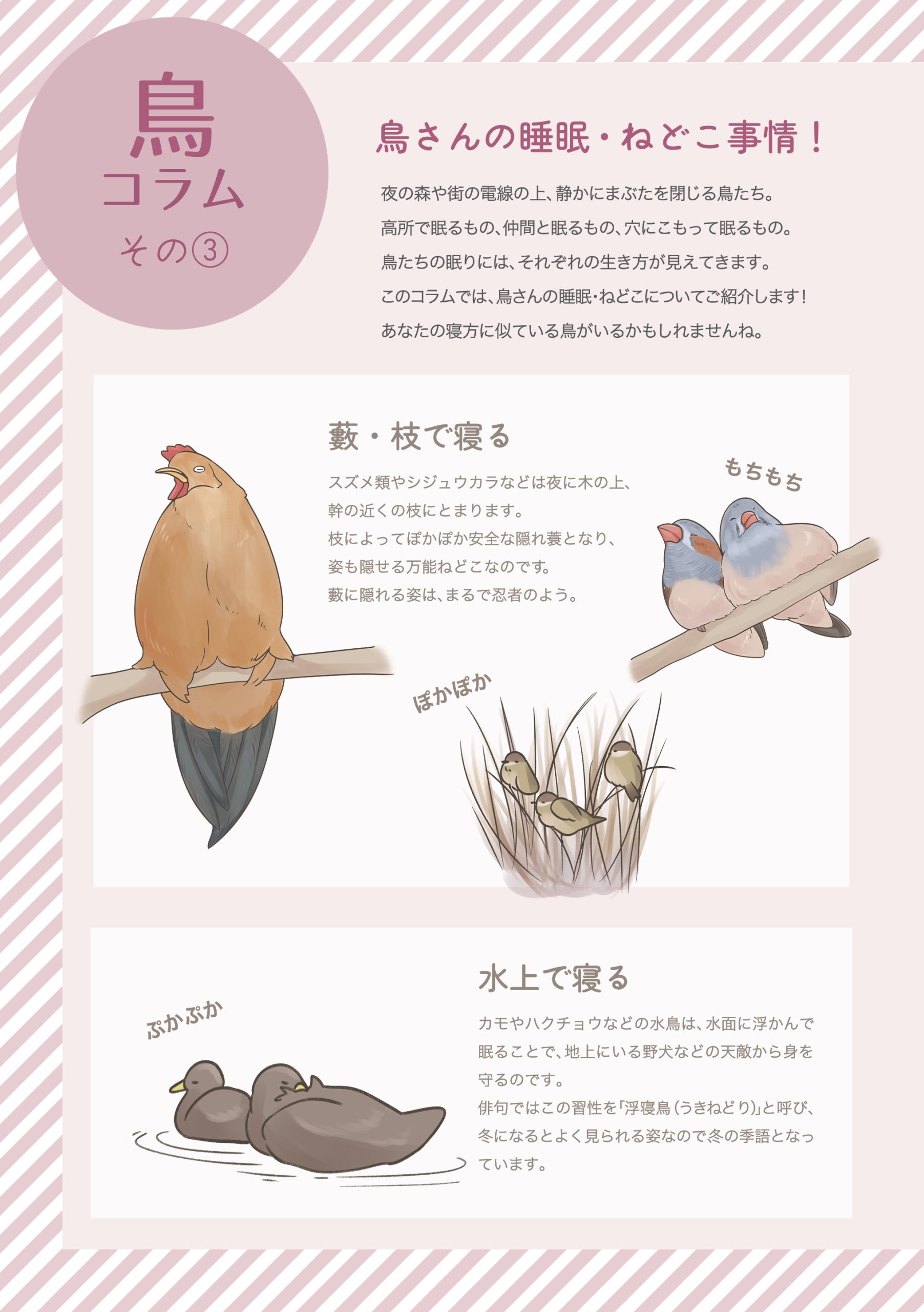 野鳥観察 ガイドブック