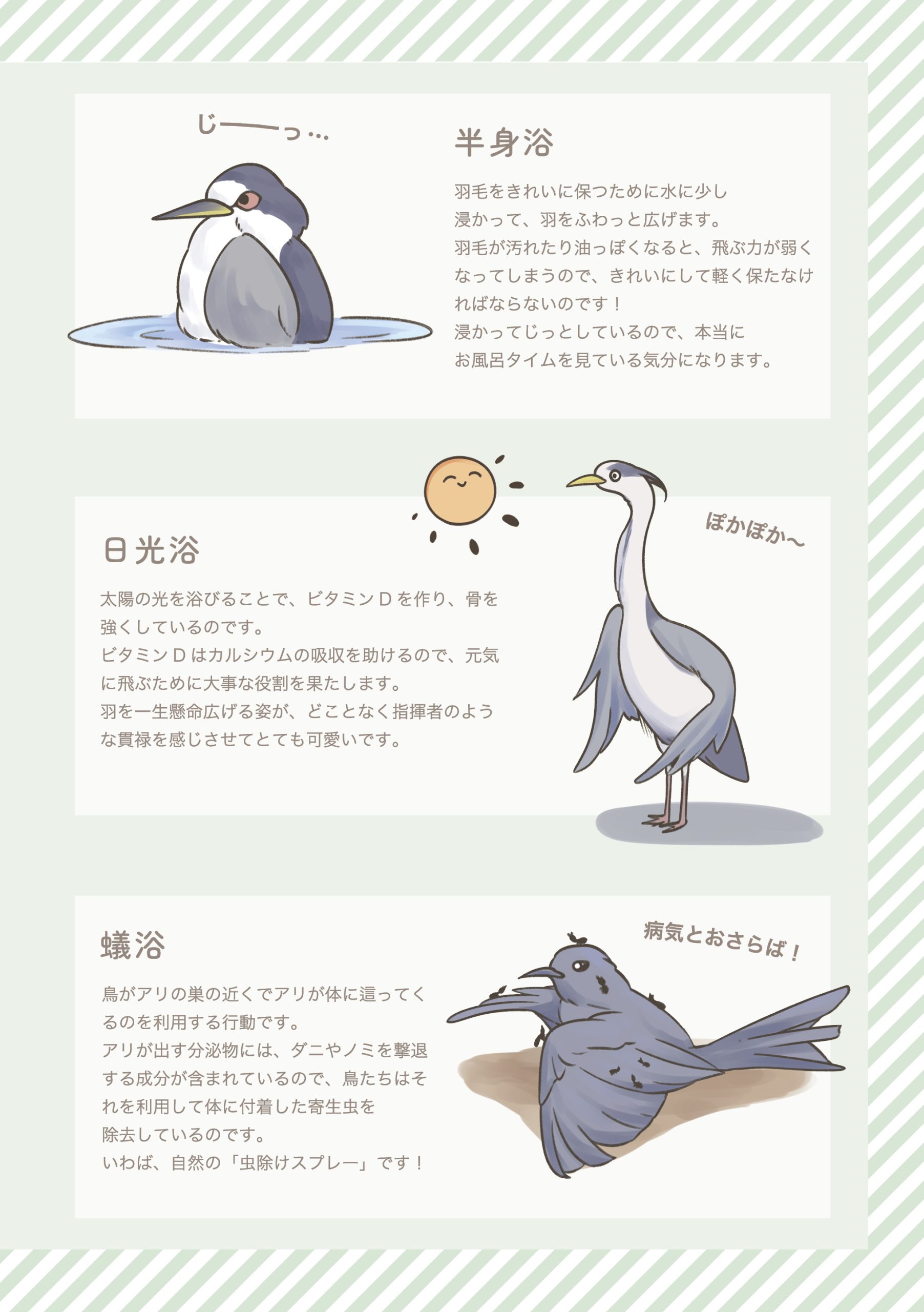 野鳥観察 ガイドブック