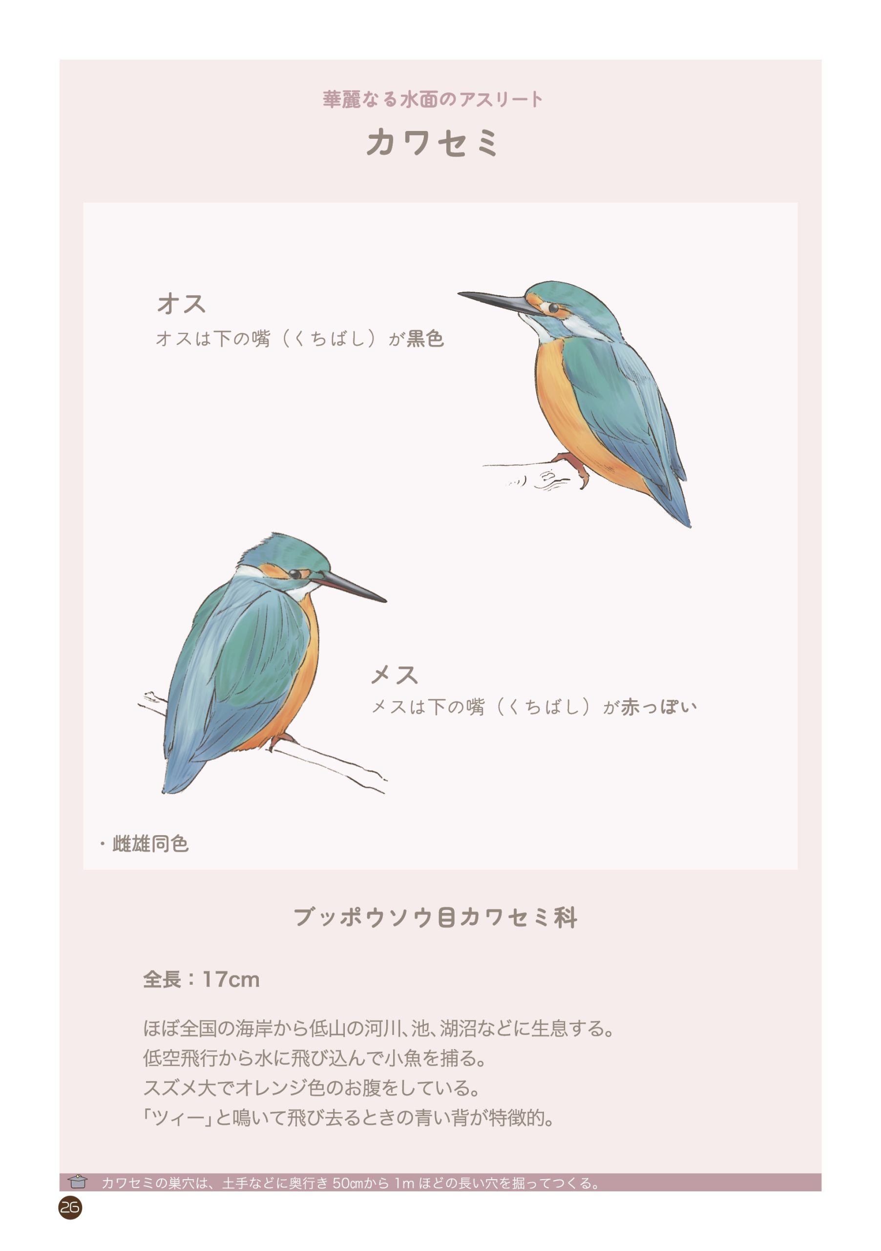 野鳥観察 ガイドブック