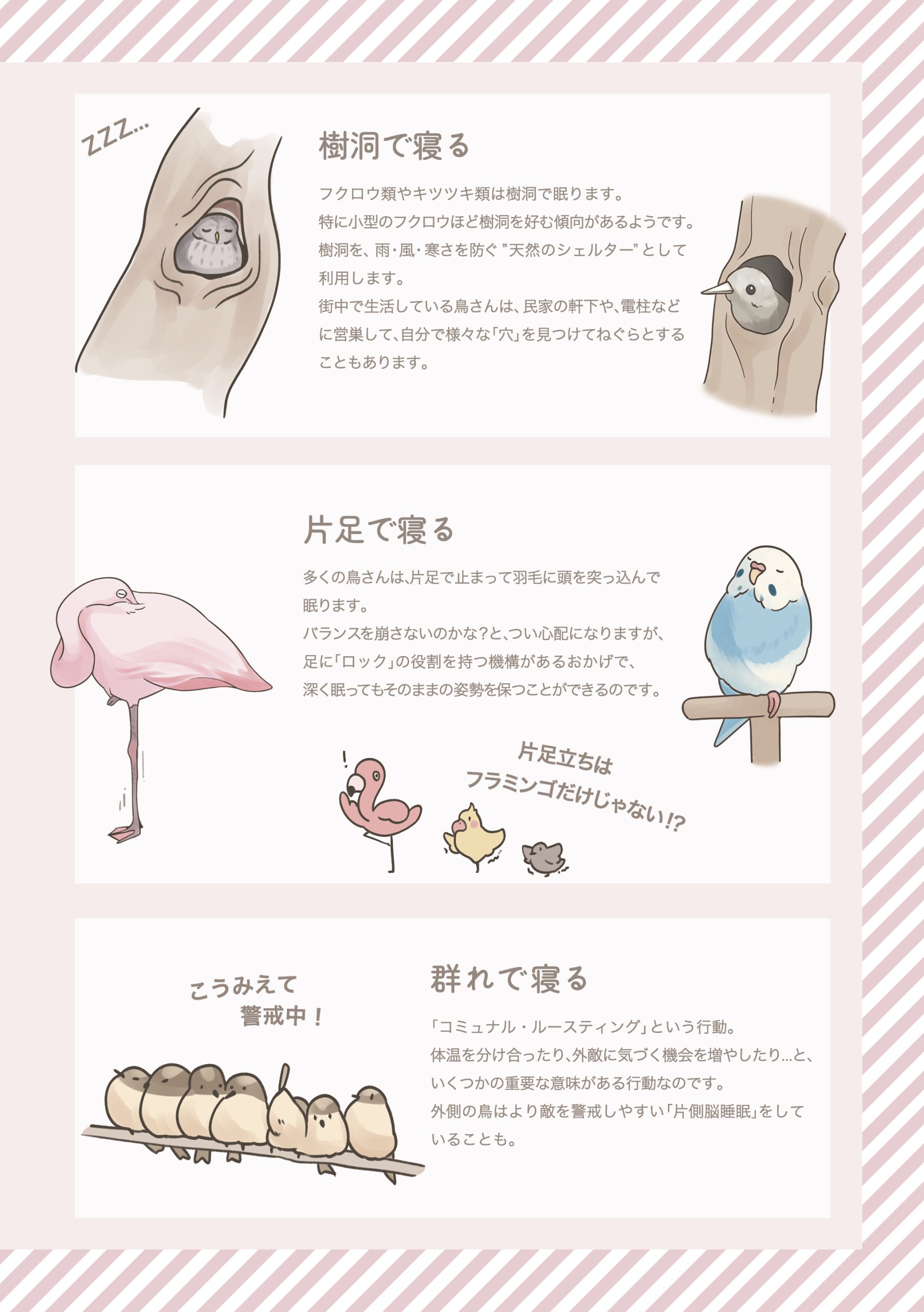 野鳥観察 ガイドブック