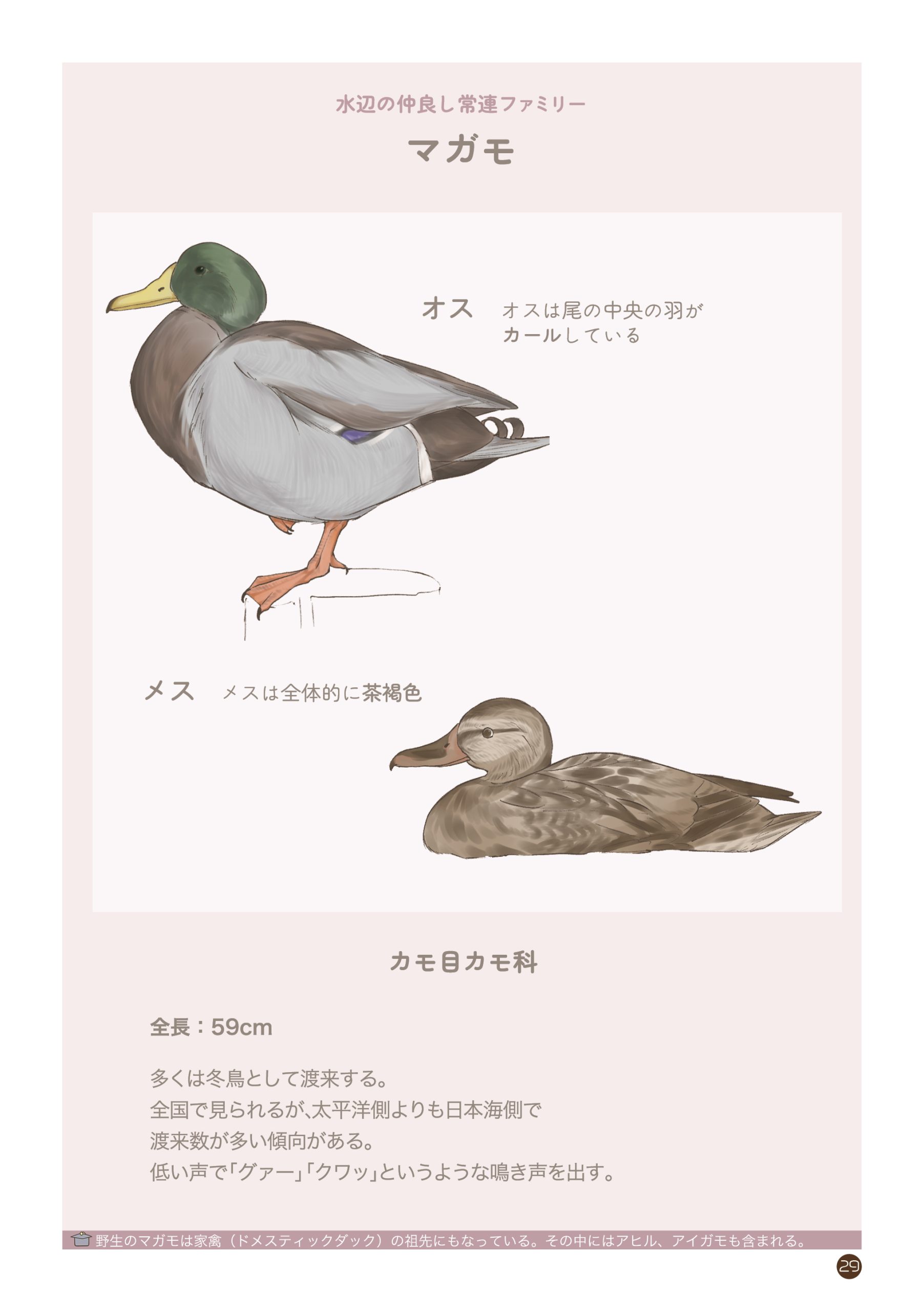野鳥観察 ガイドブック