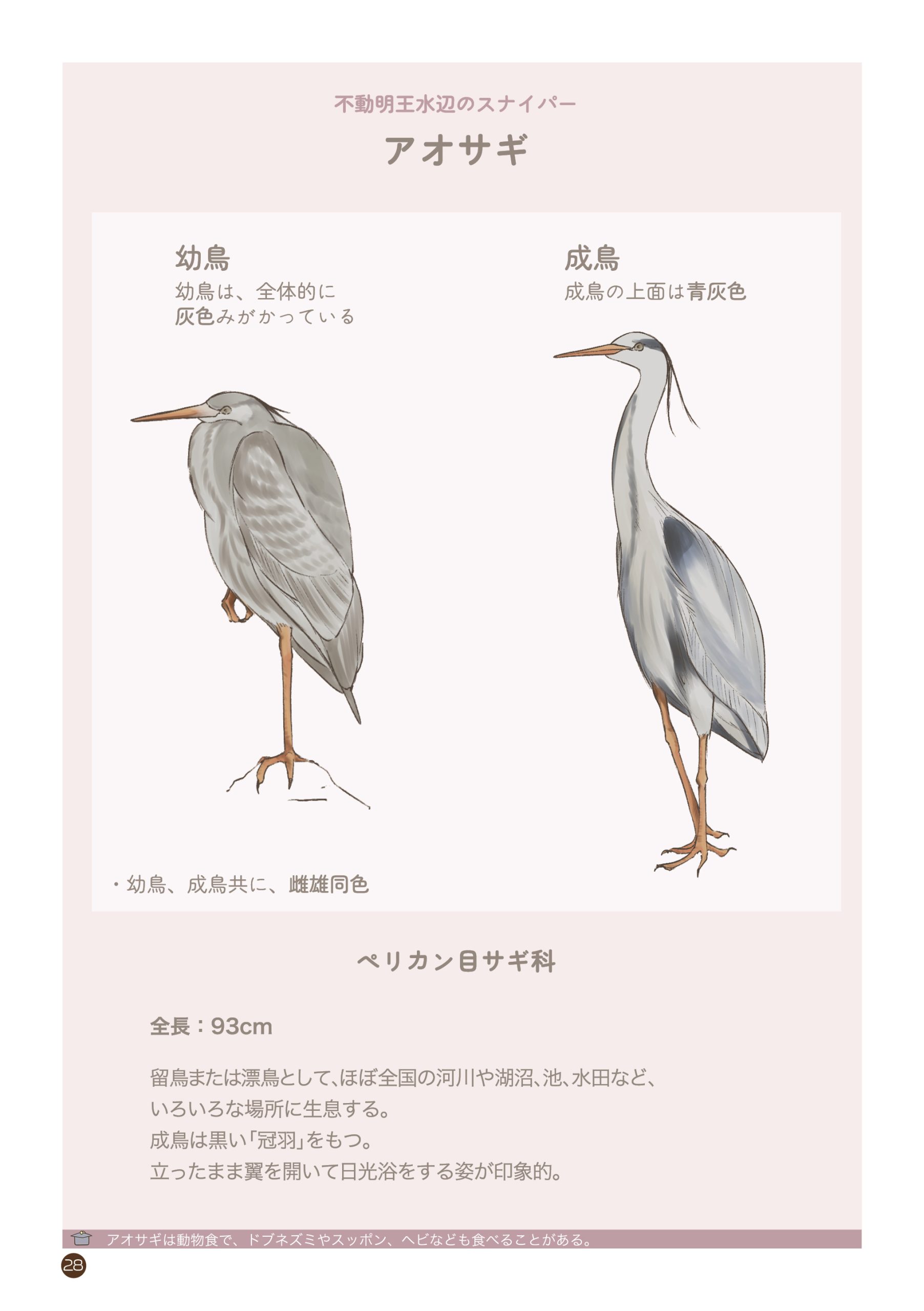 野鳥観察 ガイドブック